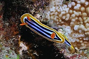 Chromodoris-quadricolor -Safaga Panomara Reef N-16m-20171123-Denis-ADER-DSC_3653_tn